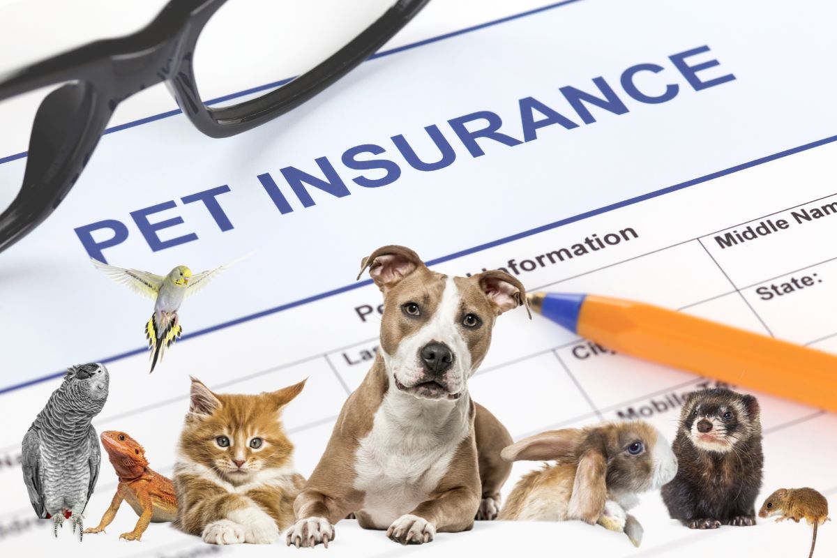 Pet insurance form - all types of pets