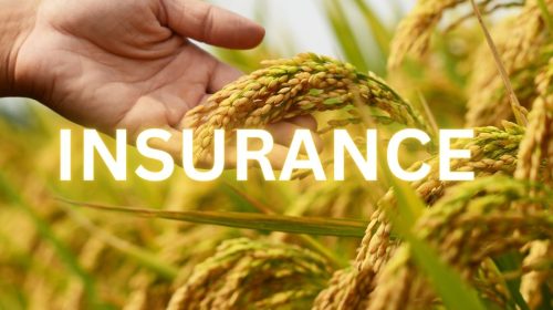 Crop insurance - A person touching wheat