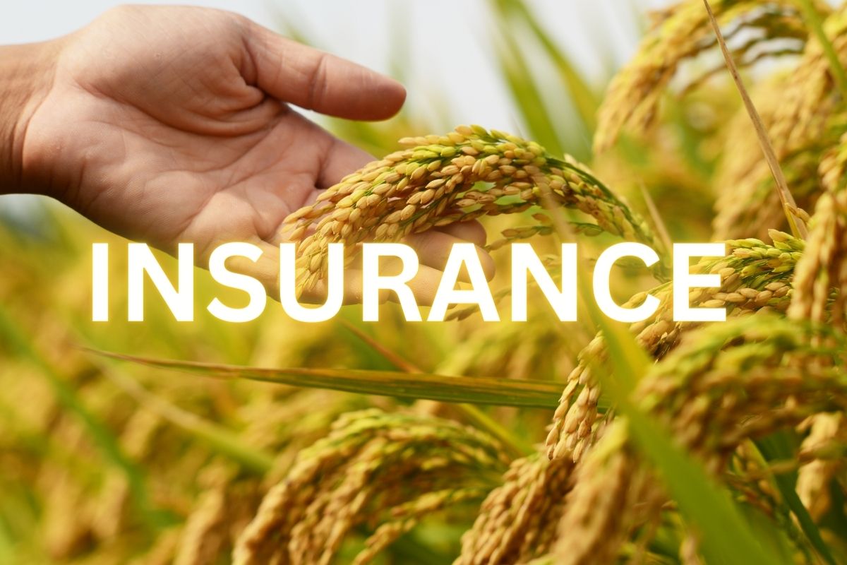 Crop insurance - A person touching wheat