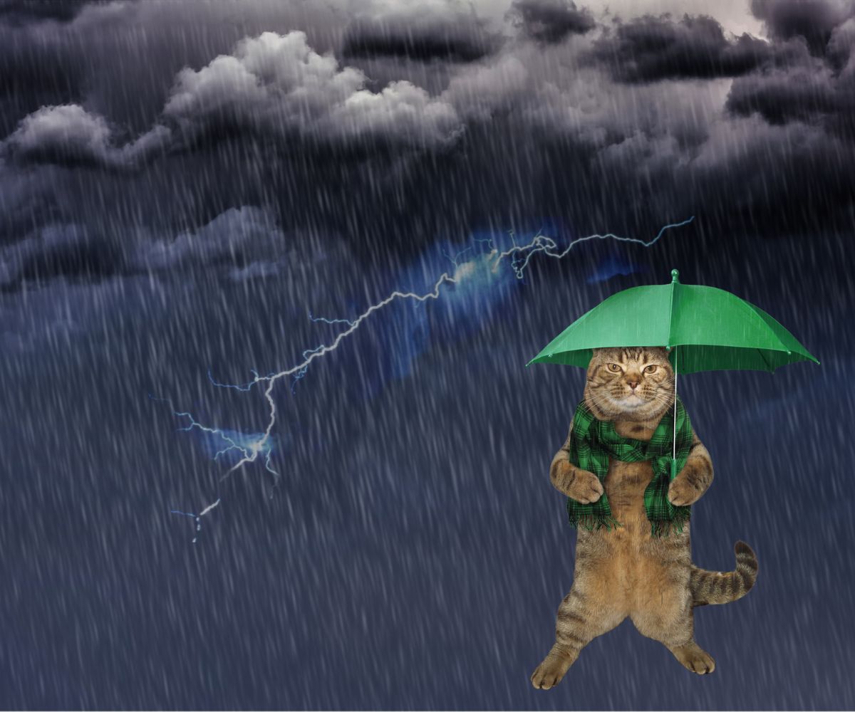 kitty cat storms