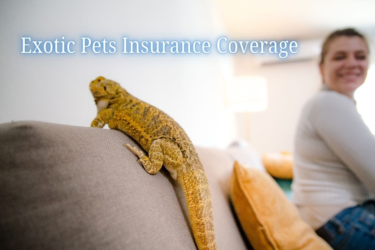 Exotic Pet Insurance Coverage - Iguana