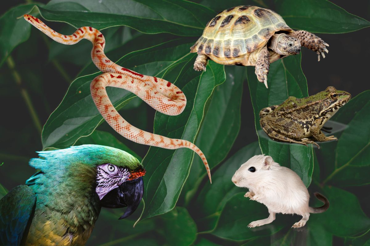 Exotic Pet Insurance - Parrot, Snake, Toad, Rodent, Turtle