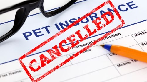 Nationwide Insurance Cancels Pet Insurance Coverage