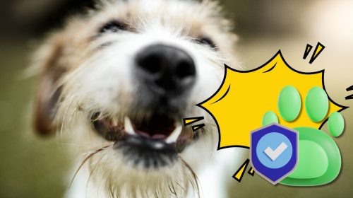 Unusual Pet Insurance Claims