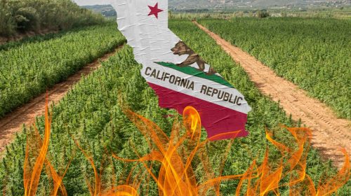 California Cannabis Industry Wildfire Threat