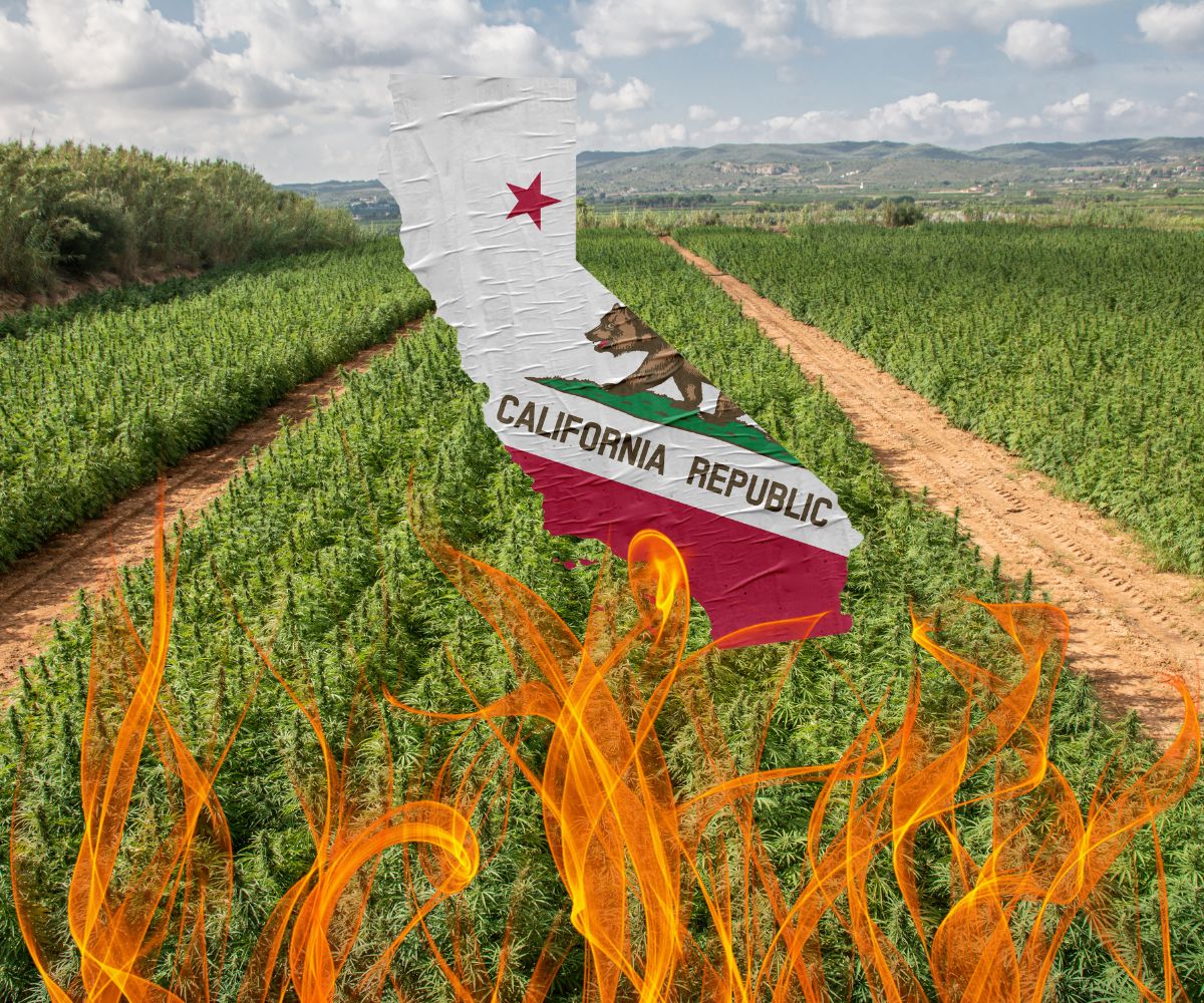 California Cannabis Industry Wildfire Threat