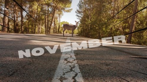 State Farm Says November is the Deadliest Month for Deer Strikes