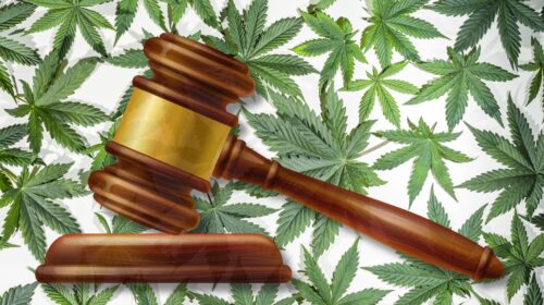 Cannabis Liability Case