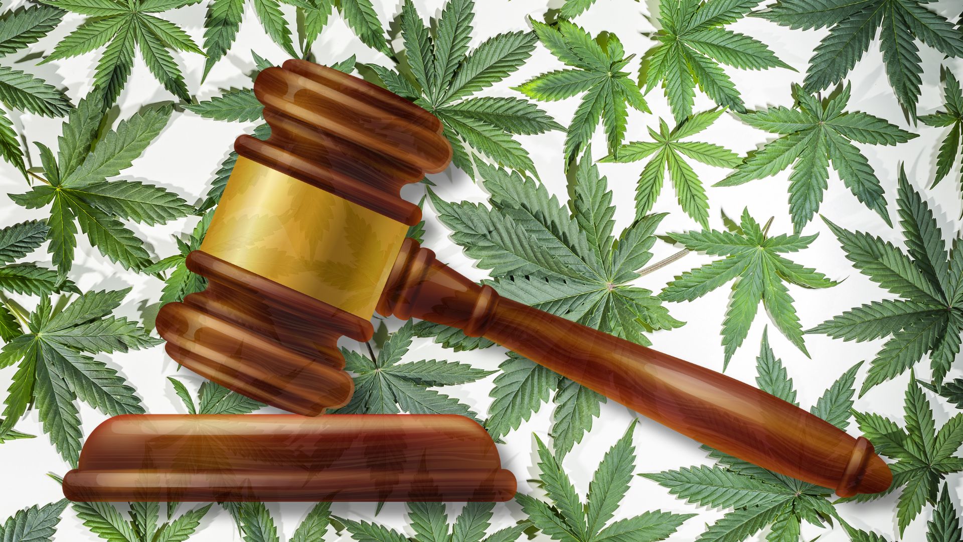 Cannabis Liability Case