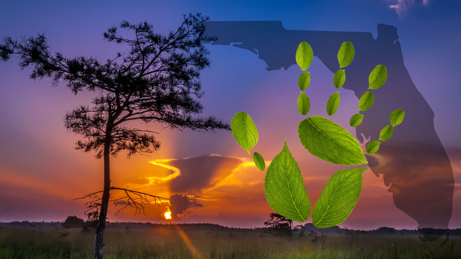 Florida’s ecosystem