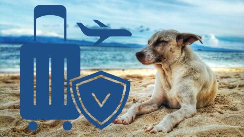 Pet Travel Insurance