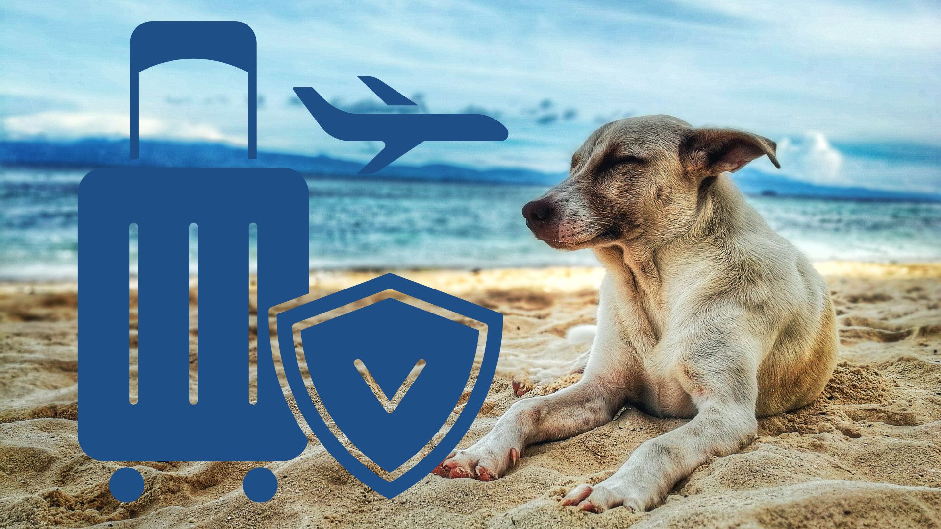 Pet Travel Insurance