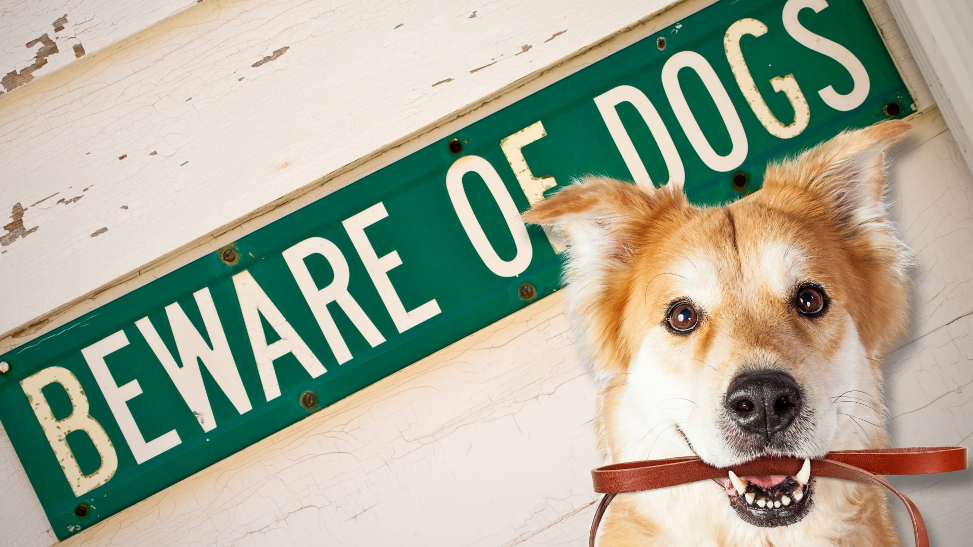 Pet owner's responsibility