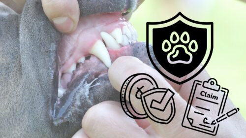 Florida’s New Legislation for dangerous dogs