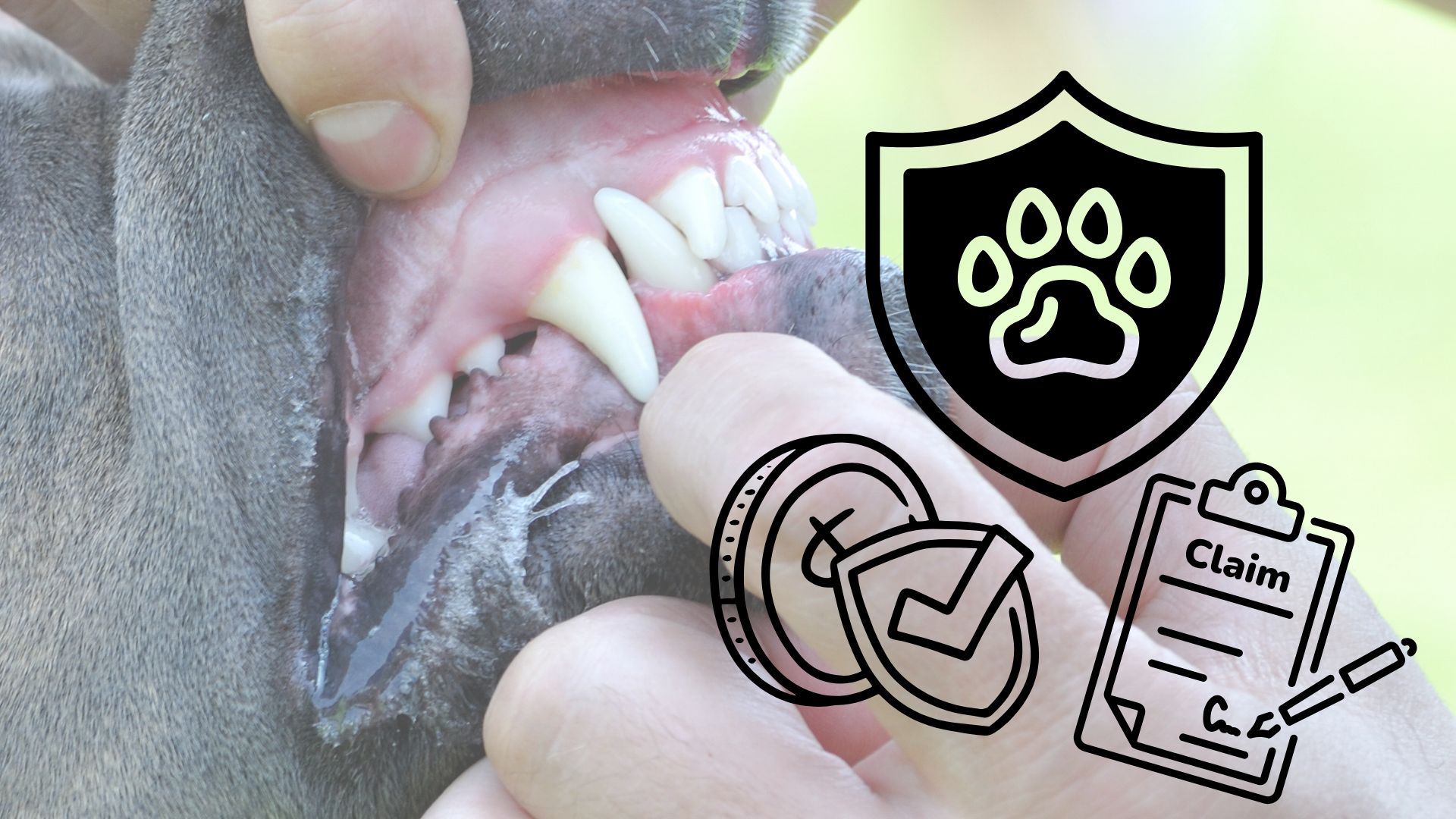Florida’s New Legislation for dangerous dogs