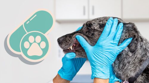 Dog Health - Dogs as Aging Supermodels