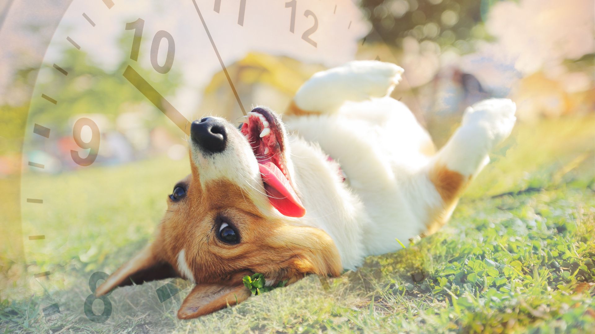 Longevity Drug for Dogs