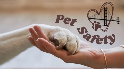 Pet Safety