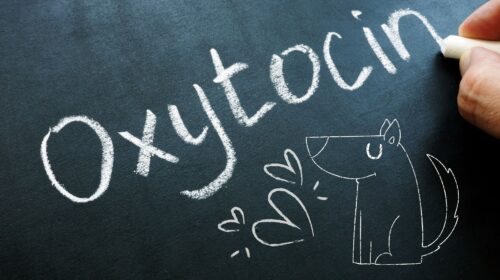 word oxytocin on the board