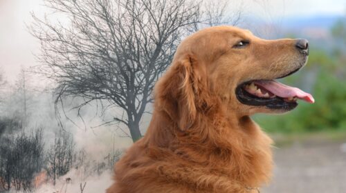 Golden Retrievers in wildfire areas