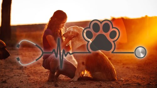 Pet Health