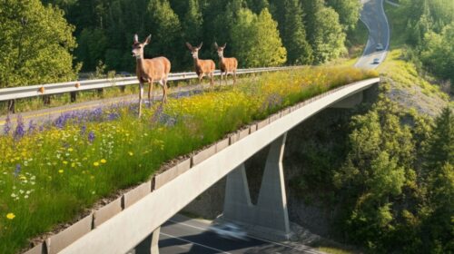 Wildlife Crossings in the making